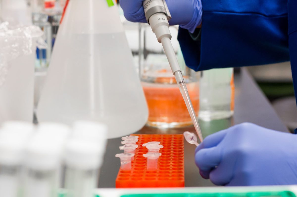 Scientist pipetting samples at a laboratory bench