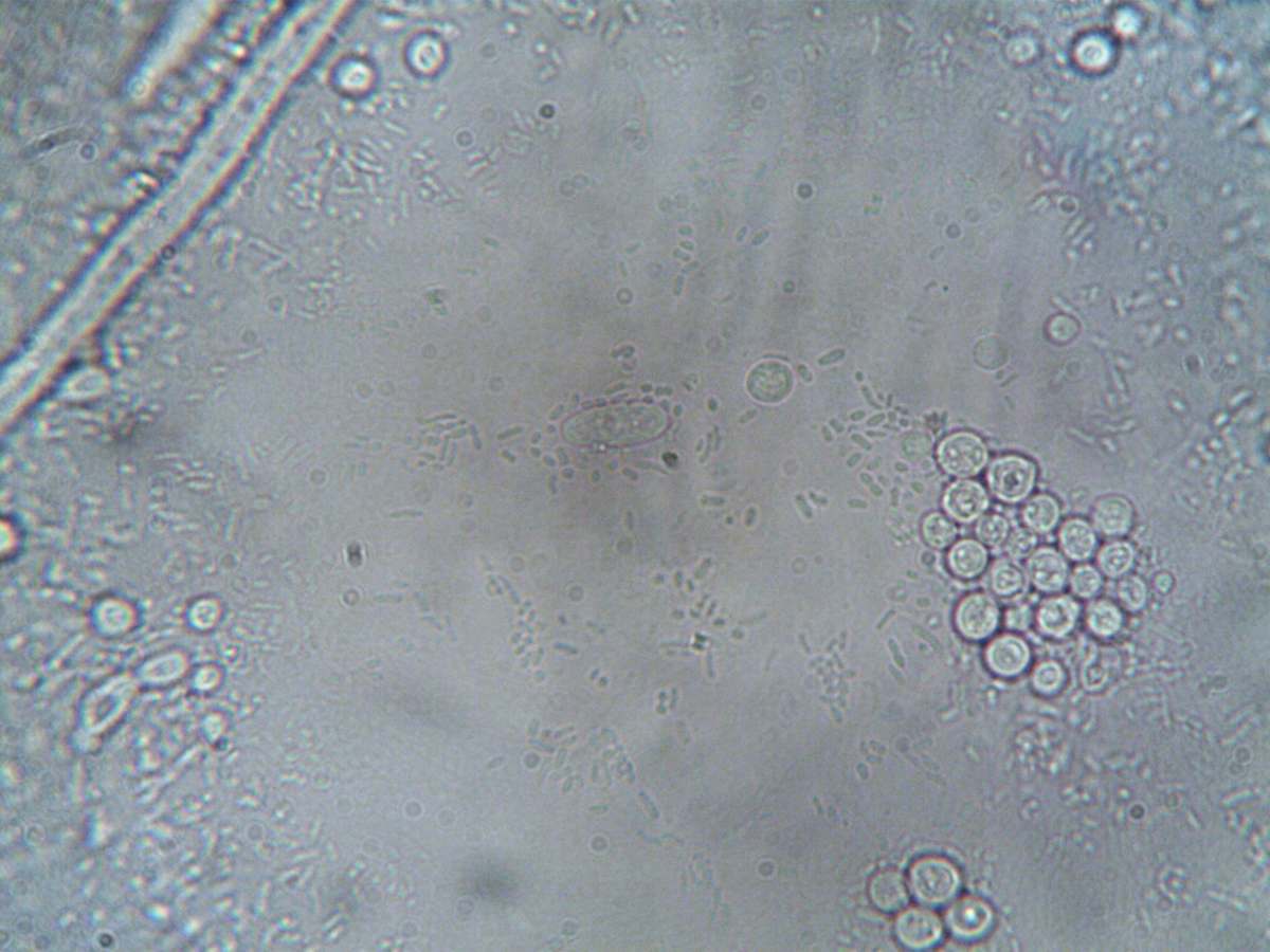 A microscopy view of cells in culture