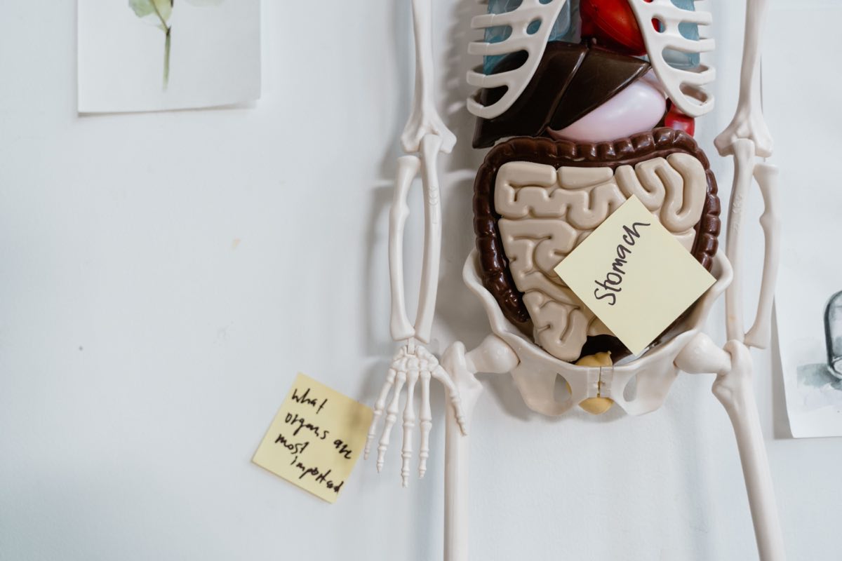 Close-up of anatomical model with sticky notes highlighting the stomach and other parts