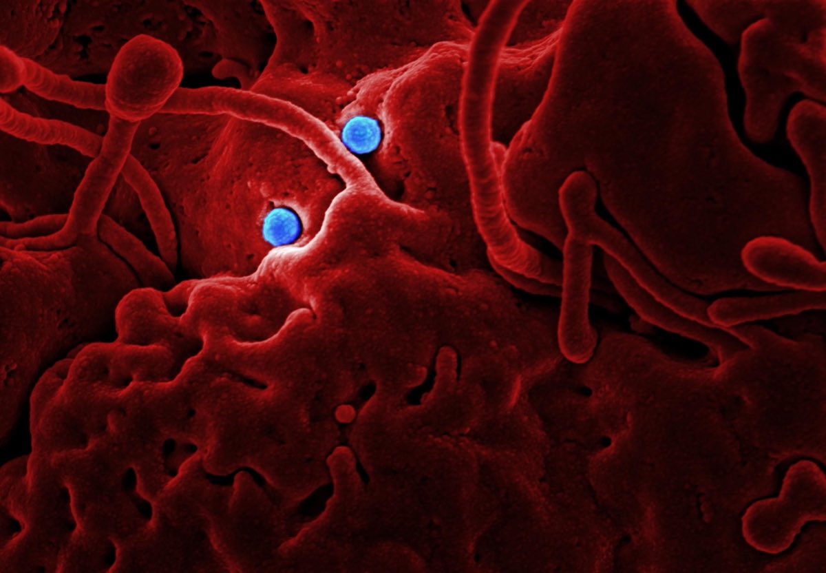 Microscopic view of red blood cells