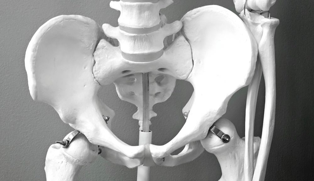 Close-up of a medical model of a human pelvic skeleton, ideal for healthcare and anatomy studies