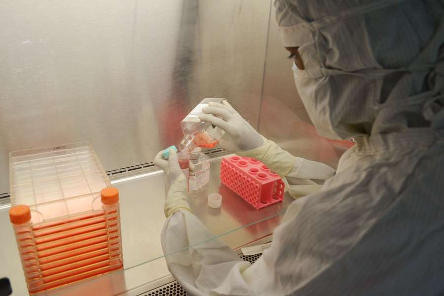 Gowned scientist processing cell samples inside a biosafety cabinet
