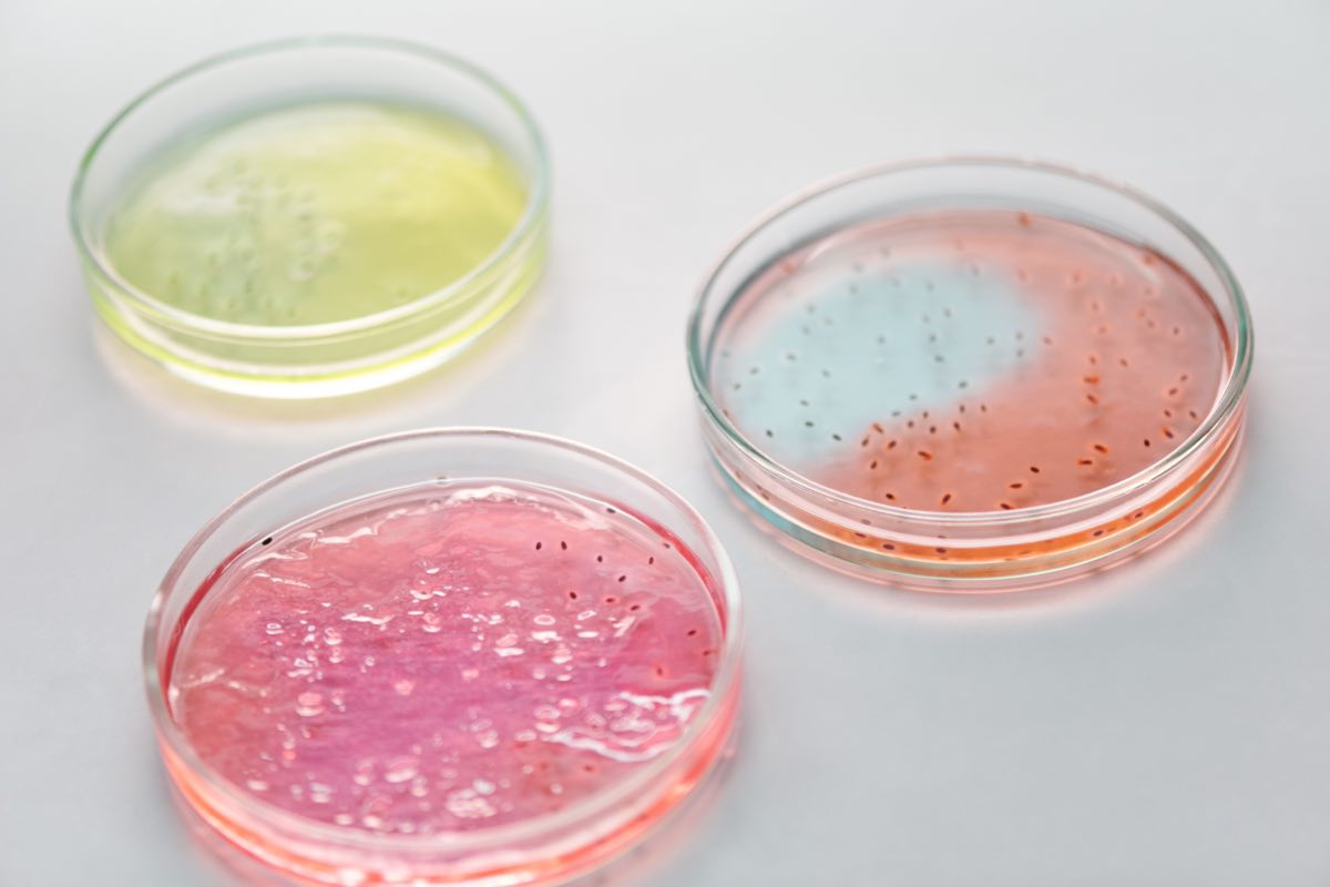 Petri dishes used in antimicrobial susceptibility testing