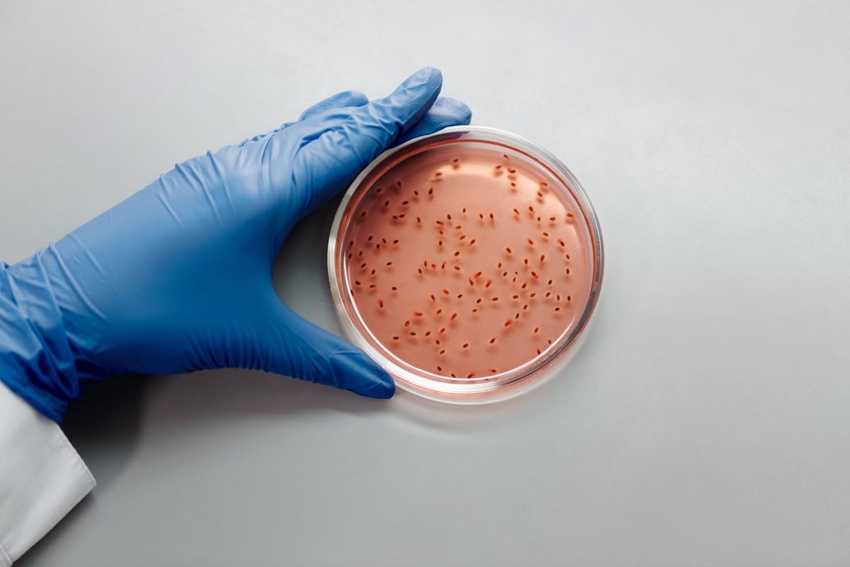 Infectious-disease regulatory scientist examining a culture