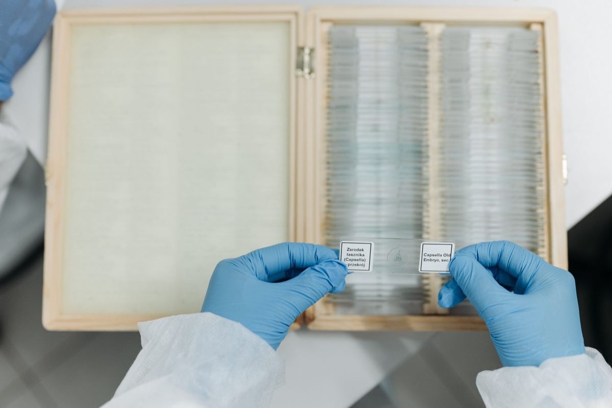 Scientist examining histology slides that feed the first-in-human dose rationale