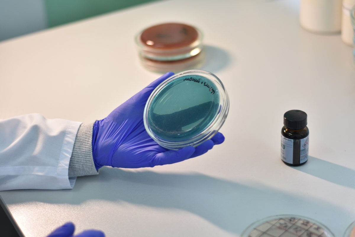 A microbiologist examining an environmental-monitoring culture plate