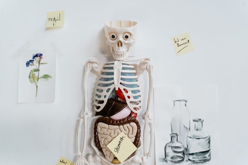 Anatomical model with sticky notes and drawings on a white wall, depicting internal organs