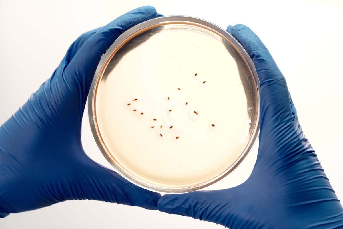 A gloved hand holding a petri dish containing a biological culture