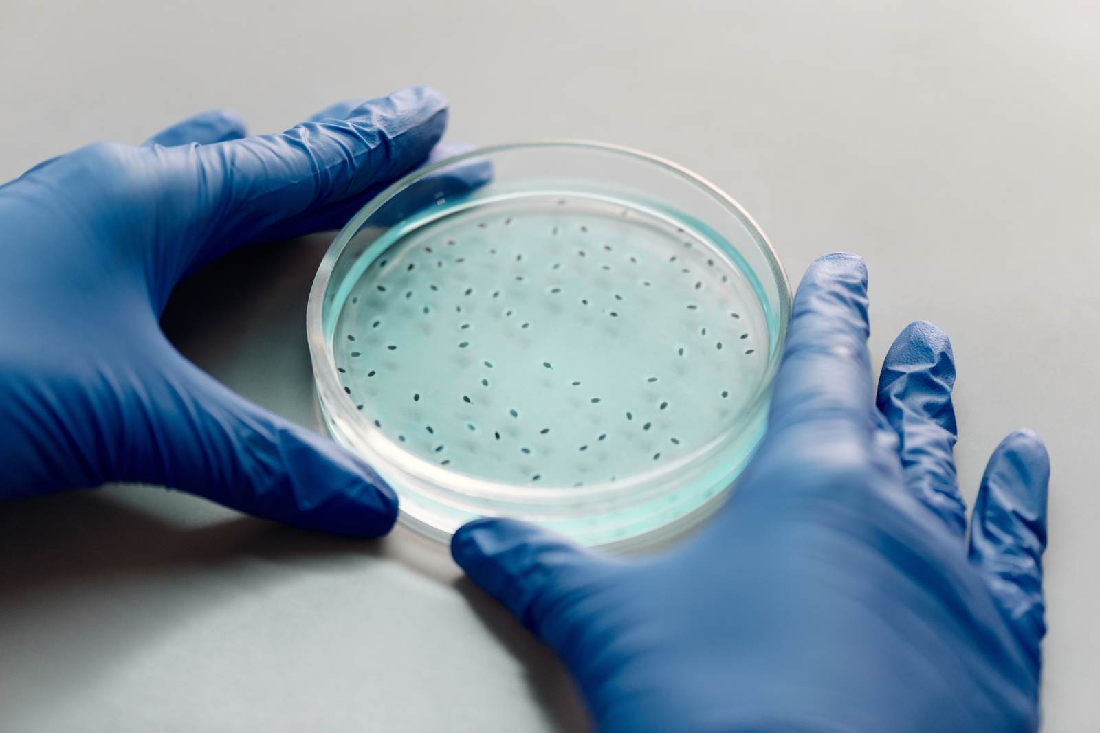 Gloved hands handling a filled petri dish in a laboratory