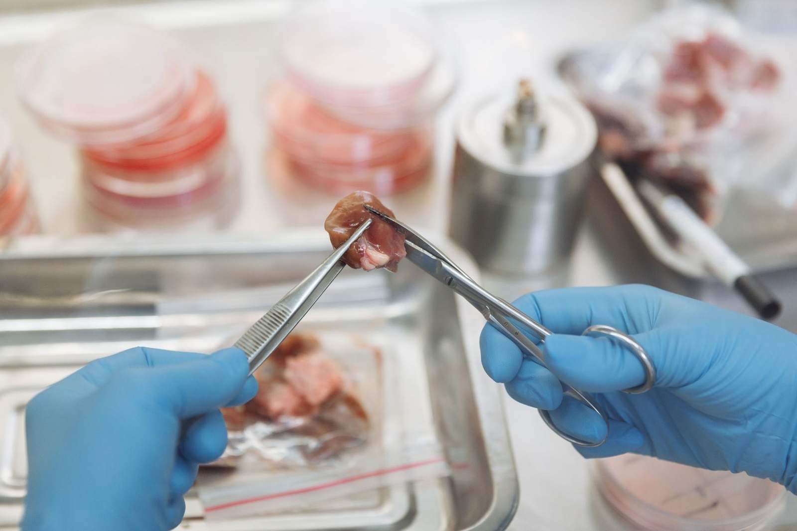 Gloved hands using tweezers to handle a sample in a tissue engineering laboratory