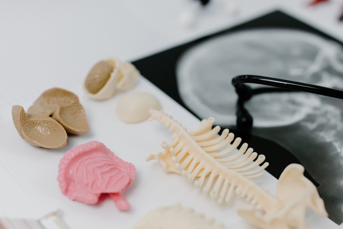 Detailed anatomical models and X-ray image in a medical study setup